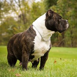 American Bullies from Get It Right Bullyz