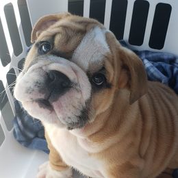 Bulldogs and Pugs from Peak Bullies and Pugs SC