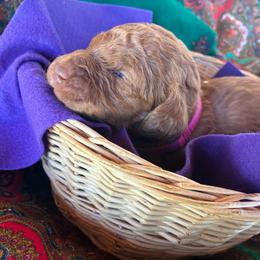 Milkshake - Caramel red female Labradoodle puppy in Montrose, Colorado from Ithilien Labradoodles