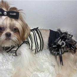 Lilly - Shih Tzu
