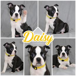 Daisy - Black brindle and white female Boston Terrier puppy in Brooksville, Florida from I Love Pups