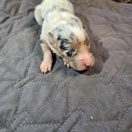 Rosemary - Blue merle female Australian Shepherd puppy in Abilene, Texas from S&K Aussies N' Rotties