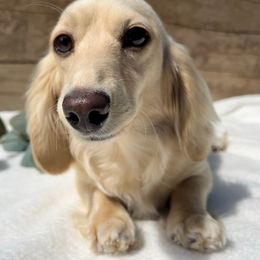 India - Dachshund