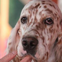 Atlas - English Setter