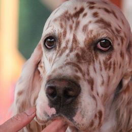 Atlas - English Setter