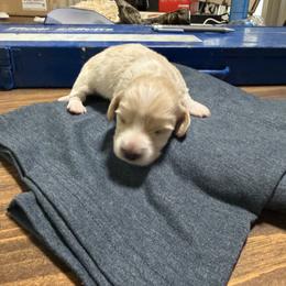 Girl 3 - Cream female Dachshund puppy in Booneville, Mississippi from Haley's Dachshunds