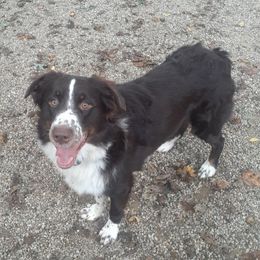 Chewy - Australian Shepherd