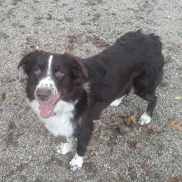 Chewy - Australian Shepherd