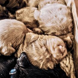 Dilute Retriever Puppies from Weathervane Labs
