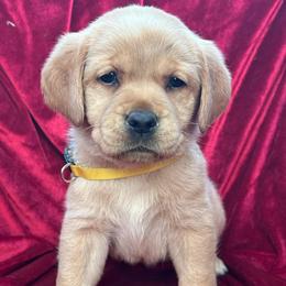 Yellow Collar - Yellow female Labrador Retriever puppy in Beaverdam, Virginia from Gold Heart Labradors