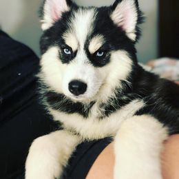 Pumbaa - Pomsky