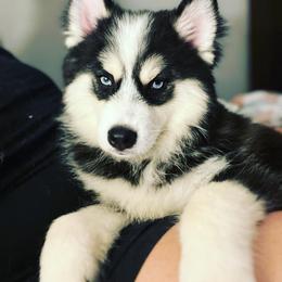Pumbaa - Pomsky
