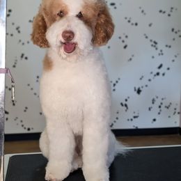 Daphne - Labradoodle