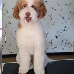 Daphne - Labradoodle