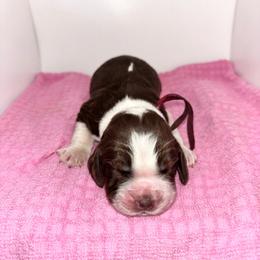 Burgundy - Liver white and tan female English Springer Spaniel puppy in Lincoln, Texas from LeeCo. Springers