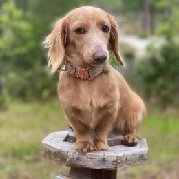 Korki Junior (Joon) - Dachshund