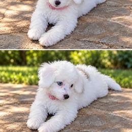 Sugar - Cream female Aussiedoodle puppy in Byron, Georgia from Southern Olive Doodles 🫒