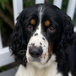 English Springer Spaniels from Pheasant Run Springers