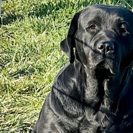 Vaeda - Labrador Retriever