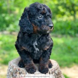 Uncle Fester Addams - male Australian Mountain Doodle puppy in Corydon, Indiana from Ridgeline Doodles
