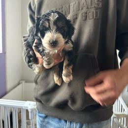 Rocky - Tri-color male Bernedoodle puppy in Leesport, Pennsylvania from Bechtel’s Doodles
