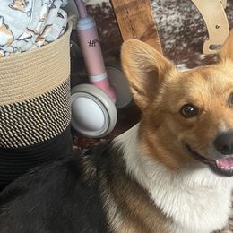 Tootsie - Pembroke Welsh Corgi