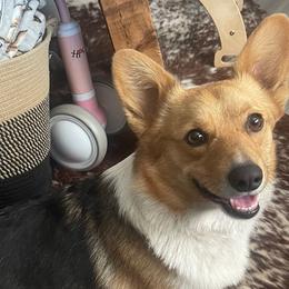 Tootsie - Pembroke Welsh Corgi