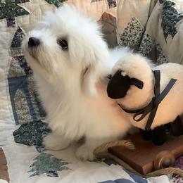 Coton de Tulear puppies from Marnac