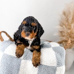 The Midnight Society's Firefly - Phantom male Goldendoodle puppy in Russell Springs, Kentucky from Milk & Honey Doodles