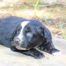 Bud - Black tri-color male Australian Shepherd puppy in Macon, Georgia from Shaina’s Shepherds