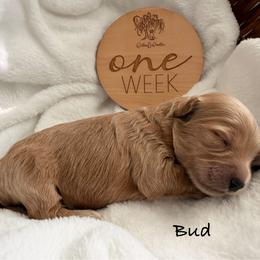 Boy 1 - Red male Bernedoodle puppy in Pottstown, Pennsylvania from Willow-Be Doodles