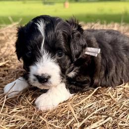 Purple collar toy - Black tri-color female Aussiedoodle puppy in 32046, Florida from River Hill Ranch
