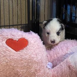 Clarabelle - Black and white female Siberian Husky puppy in Diamond Lake, Washington from Husky Haven WA