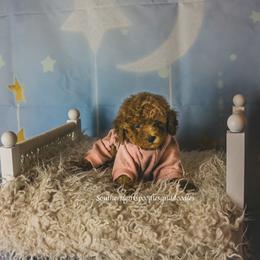 Poodle Puppies from Southern Girls Poodles