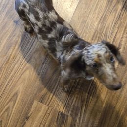 Reesie - Dachshund