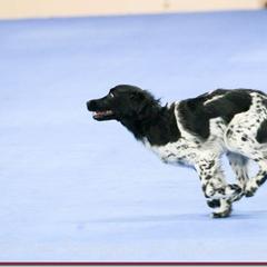 Stabyhoun All Grown Up from Fryske Point
