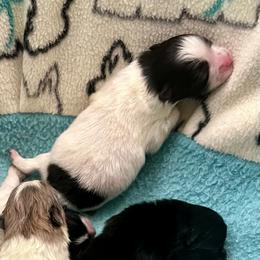 Luke - Black parti male Pomeranian puppy in Arizona from Ma Petite Amore Pomeranians