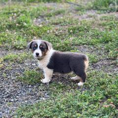 Girl 6 - Blue female Pembroke Welsh Corgi puppy in Ocala, Florida from Dolan Farms Corgis