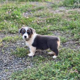 Girl 6 - Blue female Pembroke Welsh Corgi puppy in Ocala, Florida from Dolan Farms Corgis