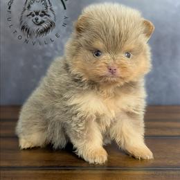 Gelato - Lavender male Pomeranian puppy in Fultonville, New York from Sandy Aussies & Pomeranians