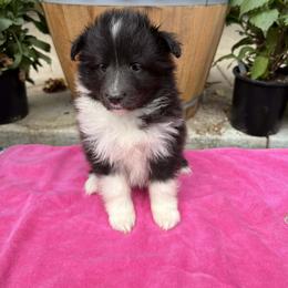 Girl 1 - Black and white female Shetland Sheepdog puppy in Deer Island, Oregon from Conestoga Shelties