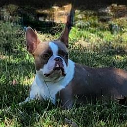 Charlie - Boston Terrier