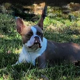 Charlie - Boston Terrier