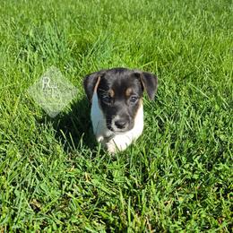 Boy 4: Twin One - Tri-color male Russell Terrier puppy in Harvel, Illinois from Ruff and Tumble Russell Terriers