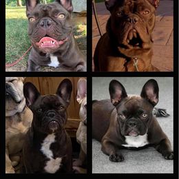 "All grown -Konas first litter at the age of 2" French Bulldog Puppies from Great Northwoods Frenchies