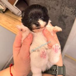 Rosie - Black parti female Pomeranian puppy in Boca Raton, Florida from Poms of The Shire