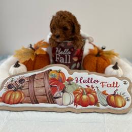 Green collar - Red  male Poodle puppy in Bakersfield, California from Pups and Paws Toy Poodles