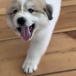 Great Pyrenees Puppies from McCarthy Ranchette LLC