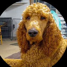 Jake - Poodle