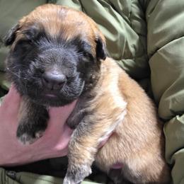 Light Blue Collar Boy - Sable male German Shepherd puppy in Dallas, Pennsylvania from Mountainside German Shepherds